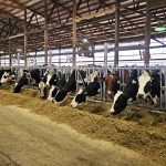 Has butterfat production begun to outpace consumer demand