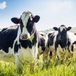 Modest growth predicted for global dairy market