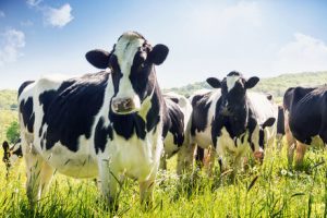 Modest growth predicted for global dairy market