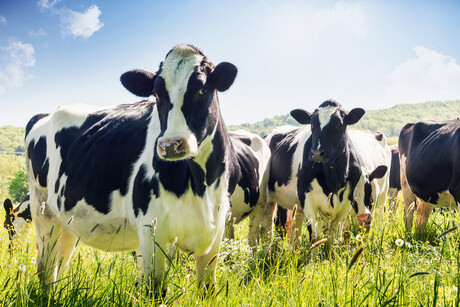 Modest growth predicted for global dairy market