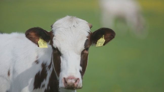 Officials blame strict regulations for rising farm closures in Washington state