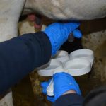 Protecting your profits What bulk tank milk tells us about contagious mastitis