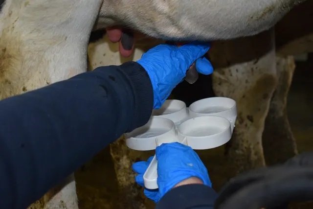 Protecting your profits What bulk tank milk tells us about contagious mastitis