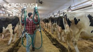 Quebec dairy farmers brace for costs to spike amid U.S. tariffs