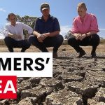 SA dairy farmers plead for help amid dry summer