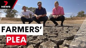 SA dairy farmers plead for help amid dry summer