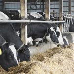 Sen. Collins co-sponsors bill to increase transparency in dairy industry pricing