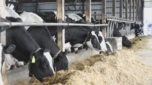 Sen. Collins co-sponsors bill to increase transparency in dairy industry pricing