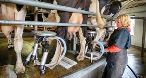 The Dairy Signal Expert Insights for Dairy Producers