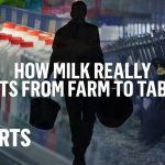 The Price of Milk Immigrants Behind American Dairy