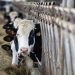 Trump is targeting Canada’s dairy industry