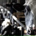 U.S. tariffs would have little effect on Canada's 'cartelized' dairy industry, experts say