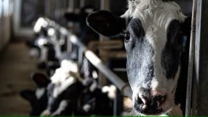 U.S. tariffs would have little effect on Canada's 'cartelized' dairy industry, experts say