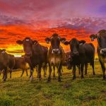 Warakirri launches A$500m dairy fund as PSP partnership wraps up