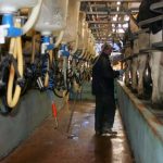 Dairy CEO Trump Policies Raise Real Concern in Rural America