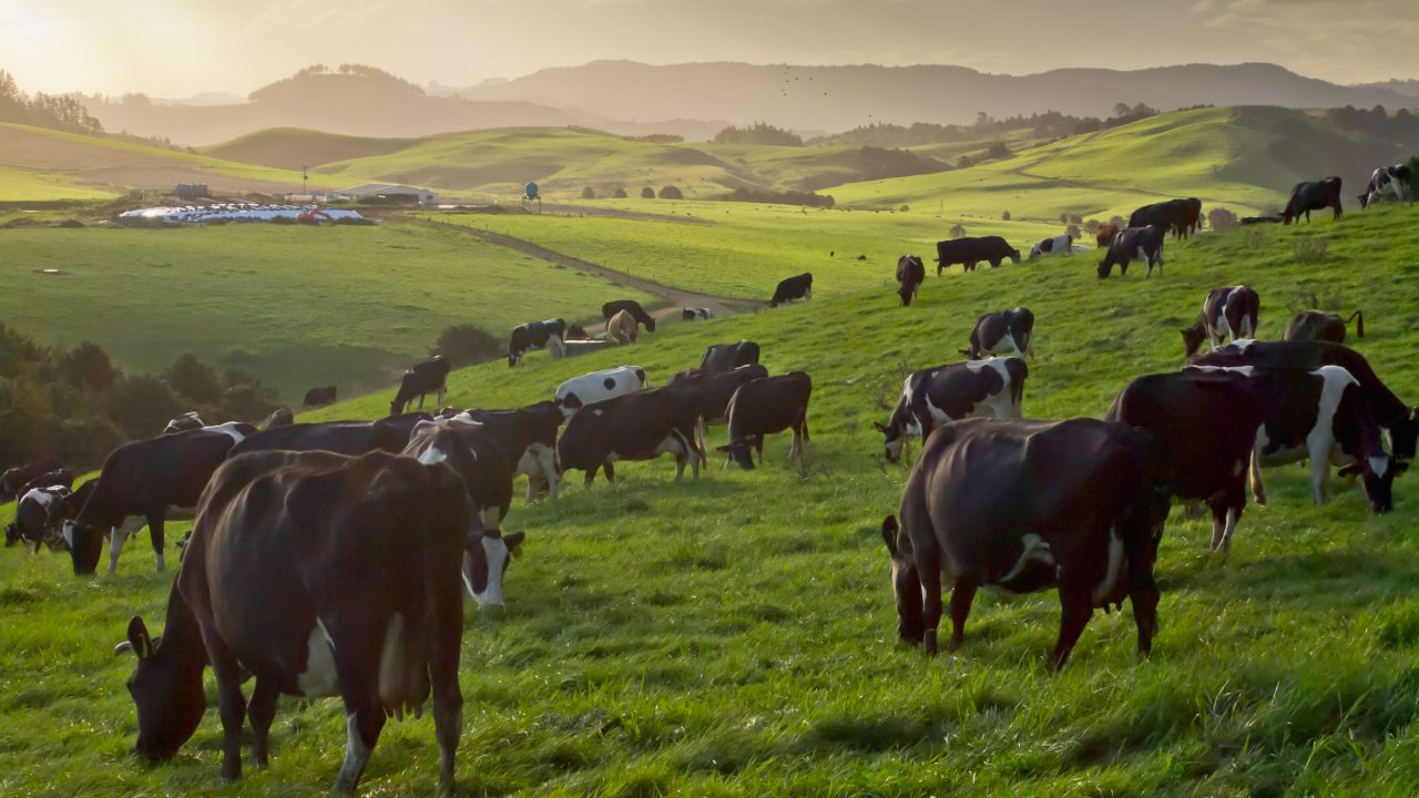Is New Zealand the modern day land of opportunity