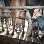 The dark side of dairy call for legal reform on contract milking
