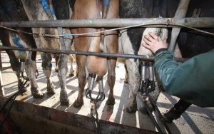 The dark side of dairy call for legal reform on contract milking
