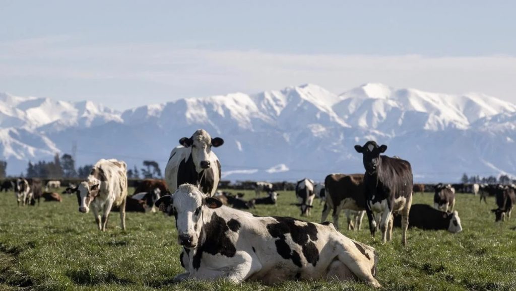 10,000 more dairy cows for Canterbury High prices drive interest in farm conversions