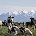 10,000 more dairy cows for Canterbury High prices drive interest in farm conversions