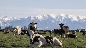10,000 more dairy cows for Canterbury High prices drive interest in farm conversions