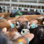 A Promising Horizon for U.S. Dairy