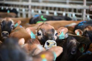 A Promising Horizon for U.S. Dairy