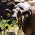 A good time to be a dairy farmer in NZ