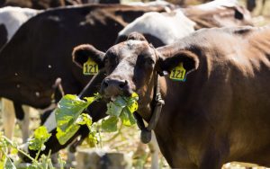 A good time to be a dairy farmer in NZ