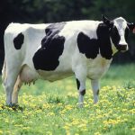 ACCC Ponders Dairy Buy-Up