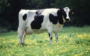 ACCC Ponders Dairy Buy-Up