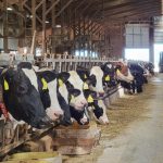 Adopt a Cow reaches 1.7M students, now open for enrollment