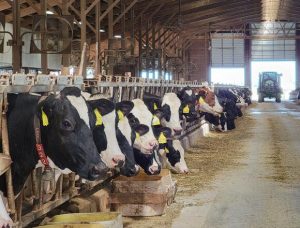 Adopt a Cow reaches 1.7M students, now open for enrollment