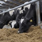 April report on dairy cows culled for beef