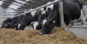 April report on dairy cows culled for beef