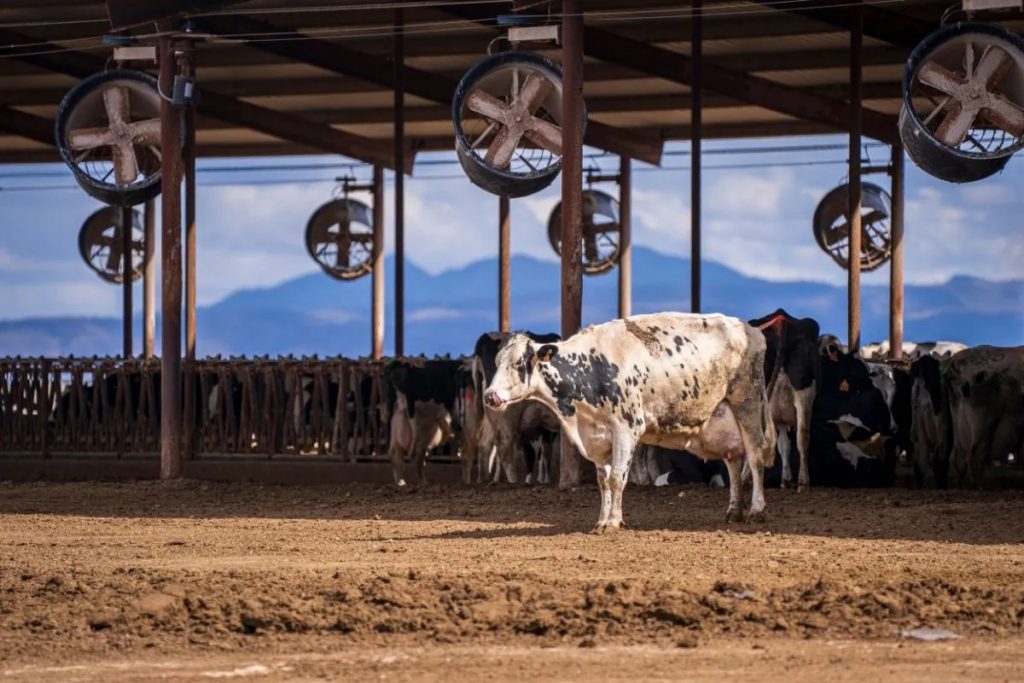 Australian Opening Milk Price For 2025 26 Season