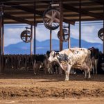 Australian Opening Milk Price For 2025 26 Season