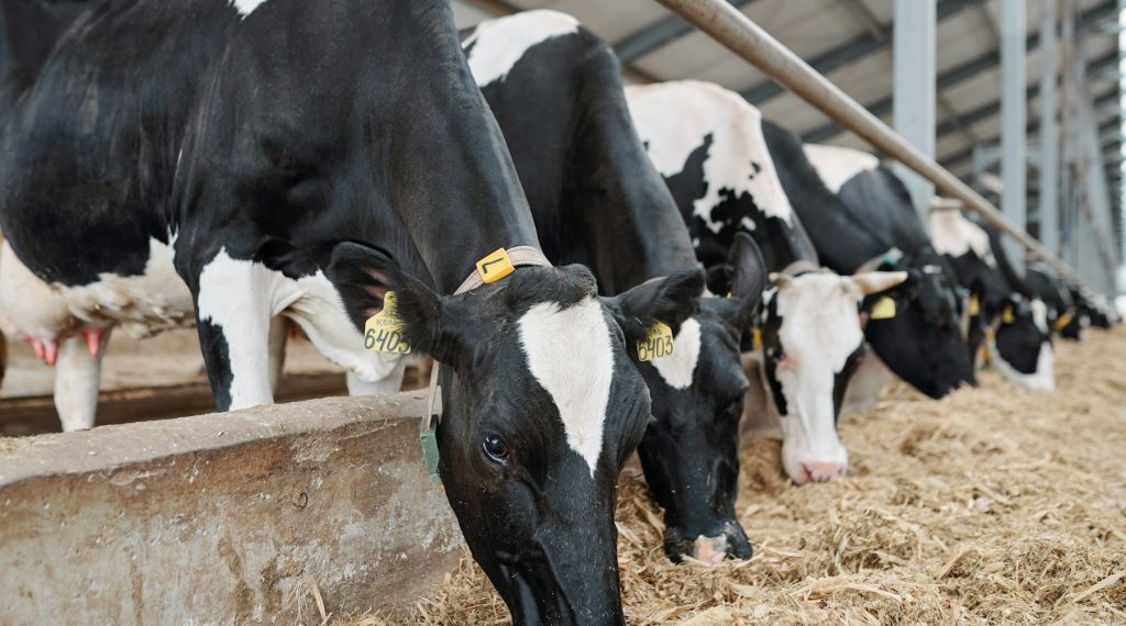 Business Planning Grants open for Minnesota dairy farmers