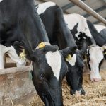 Business Planning Grants open for Minnesota dairy farmers