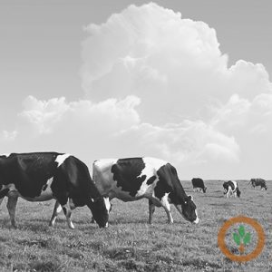 CME cash dairy prices higher