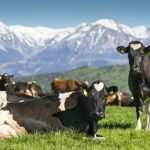 Canterbury set for dairy boom on back of prize payout