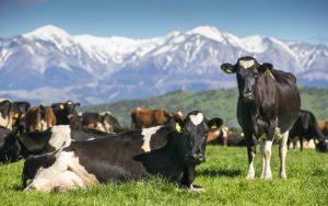 Canterbury set for dairy boom on back of prize payout