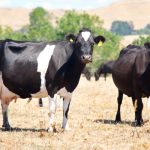 Chasing pasture persistence on dairy farms