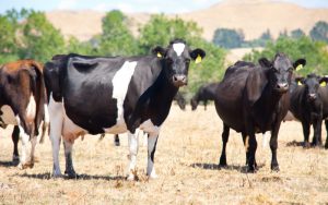 Chasing pasture persistence on dairy farms