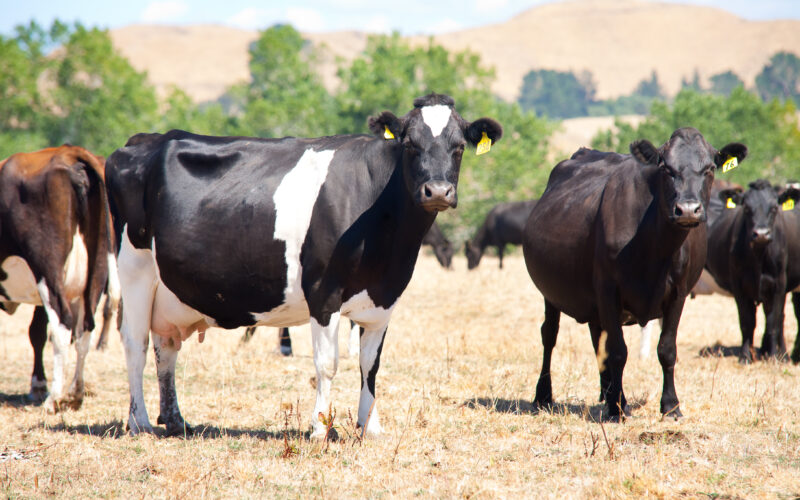 Chasing pasture persistence on dairy farms