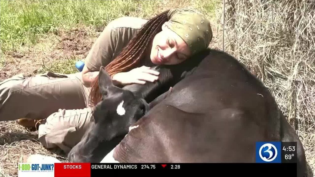 Connecticut’s only veteran owned dairy farm opened their gates to the public this Memorial Day