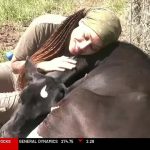 Connecticut’s only veteran owned dairy farm opened their gates to the public this Memorial Day