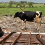 Cow survives getting impaled by lumber during tornado that destroyed dairy farm