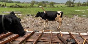 Cow survives getting impaled by lumber during tornado that destroyed dairy farm