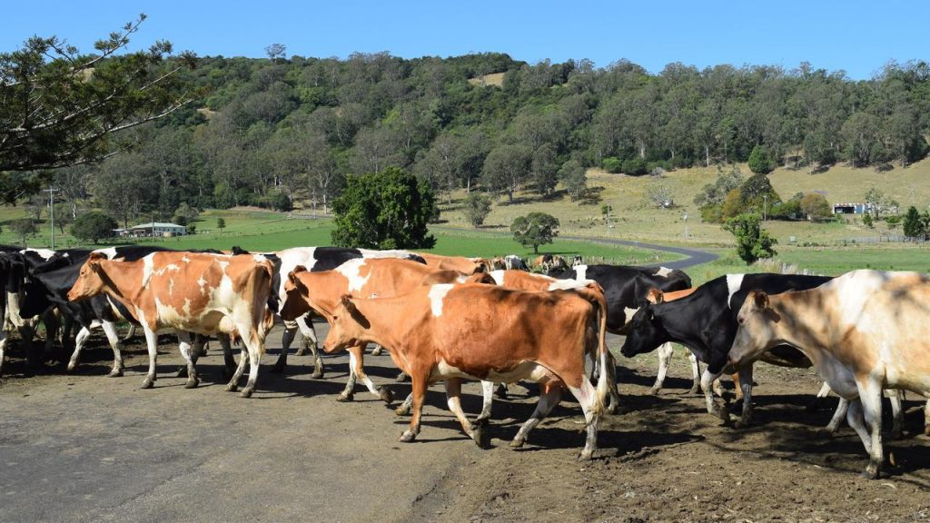 Dairy Farmers Victoria calls for fresh Victorian Government drought assistance